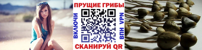 Галлюциногенные грибы Magic Shrooms  даркнет сайт  блэк спрут вход  Гусев 